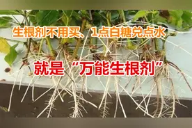 别用什么生根剂了，1点白糖兑点水，就是万能生根液，生根粗又壮