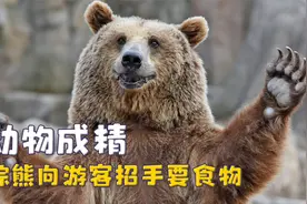 动物“成精”系列，棕熊向游客招手要食物，熊猫萌兰从小就会越狱视频封面