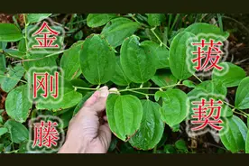 植物菝葜又名“金刚藤”，号称“祛湿之王”，价值方面4大用途视频封面