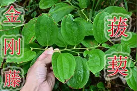 植物菝葜又名“金刚藤”，号称“祛湿之王”，价值方面4大用途视频封面