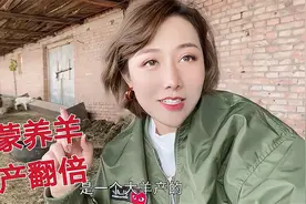 内蒙牧民养羊多赚钱？母羊一胎产3只羊羔，几百头羊资产直接翻倍视频封面