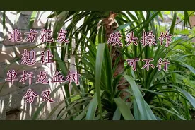 北方花友想让单杆龙血树分叉，砍头操作可不行视频封面