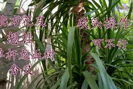 北方花友想让单杆龙血树分叉，砍头操作可不行视频封面