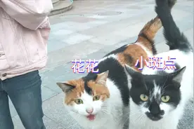 去喂流浪猫 被猫挠伤了 不去医院打针没关系吗视频封面