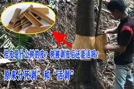 桂皮是什么树的皮？树被剥皮后还能活吗？原来分死剥”和“活剥”视频封面