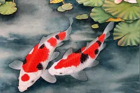 工笔画的【锦鲤分染】原来这么简单，学对方法才是真理第八课 (5)视频封面