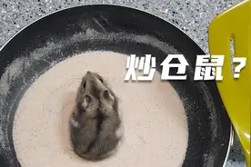 养仓鼠的朋友看过来，其所用的沙子还需要炒一下？来看具体操作视频封面