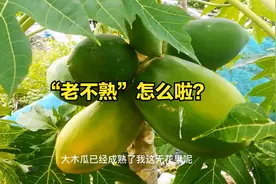 挂果60天不熟，“无花果”怎么了？多做2步，三天成熟，老甜呢！