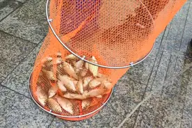 河南最近水涝严重河水猛涨，到河里野钓鲫鱼，不到半天就能爆护视频封面