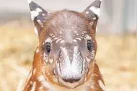 奇特动物之一：能吃掉你恶梦的貘，你了解吗视频封面