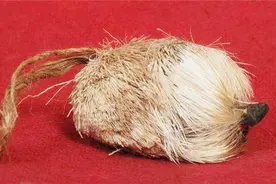 麝香的功效与作用视频封面