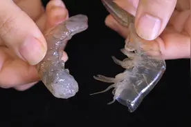 原来剥虾仁这么简单，学会这个小技巧，虾壳轻松完整脱落，太棒了