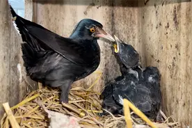 把鸟窝移动到另一个地方，鸟妈妈竟然没有弃窝，还继续养育鸟宝宝视频封面