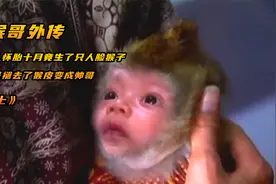 男人的七个老婆同时生孩子，可小老婆却生了只人脸猴子视频封面