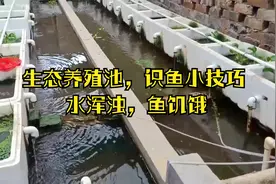 生态养殖池养鱼，如何识别鱼状态