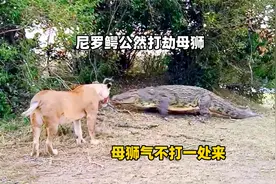 尼罗鳄上岸公然打劫母狮，母狮气不打一处来，双方展开强烈对峙视频封面