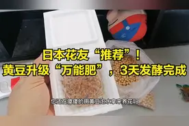 养花别买肥？黄豆全新“发酵法”，3天无臭，日本花友的万能肥视频封面