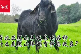 努比亚黑山羊改良新品种,什么是黑山羊的育种与改良？视频封面