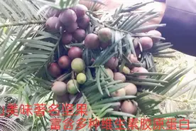 深山特产著名的香榧子，富含脂肪油和多种维生素，难得的美味视频封面