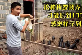 这种黑猪要喂一年才能长到100斤，小邓养了16头，感觉挣不到钱视频封面