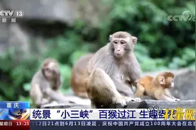 重庆统景“小三峡”百猴过江，生趣盎然
