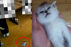 5岁男童在猫咖将幼猫重摔致死，店长索要赔偿遭家长无理推卸责任