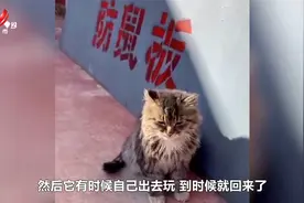 “不会跑只会走”猫咪走路顺拐气势十足 走出六亲不认的步伐