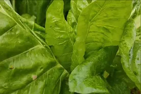 牛皮菜又叫猪食菜，这样做比海鲜还好吃，鲜香入味又下饭视频封面
