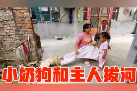 金毛小七打完疫苗和主人玩拔河，打扰其他狗狗接种，笑笑气的大怒视频封面