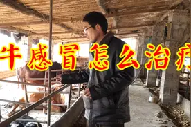 牛感冒流鼻涕不要急，大学生养殖户教你合理应对，效果拔群视频封面
