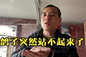 为什么鸽子下完蛋突然站不起来了？三种原因及解决方案跟鸽友交流