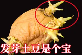 发芽土豆是个“宝”，解决每家每户大困扰，省钱又实用，收藏视频封面