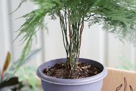 这2种水是文竹的最爱，喂点下去绿满盆，在家也能制作视频封面