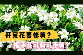 开完花要修剪？栀子花可剪可不剪？栀子花养护教学！视频封面