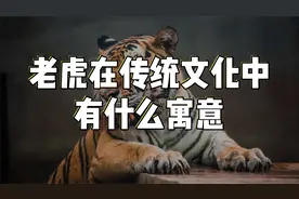 老虎在中国传统文化中的寓意，你知道多少？视频封面