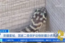 新疆霍城：国家二级保护动物新疆沙虎现身|正点财经视频封面