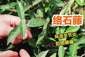 这种植物叫络石藤，可用于关节炎肌肉痹痛风湿骨痛的草药，认识下视频封面
