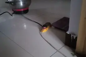 鸭梨做饭，插排突然打火冒烟，呼叫小孙赶快处理，避免了一场意外