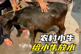 第102集 小牛肚子鼓鼓的，在肚子上划了一个口顿时喷水冒热气的水视频封面