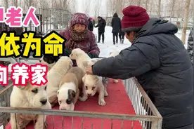 7旬老人带着老伴卖狗，都是为了生活“狗就是我的命根子”不容易视频封面