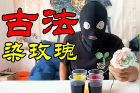 把白玫瑰放到彩色的水里，真的能得到彩色玫瑰花吗？