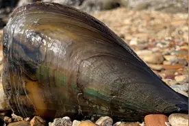 小斗赶海抓到两只大绿贝，砸开后看看有没有珍珠，还抓到比目鱼视频封面