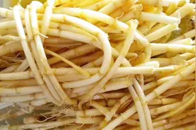 农村田里的茅根泡水，甜甜的，另外4个常见功效，一点不“逊色”视频封面