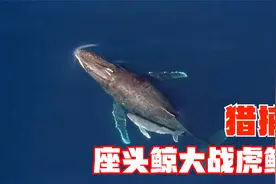 40吨重的三头座头鲸与虎鲸颠峰对决,虎鲸如何猎杀座头鲸幼崽视频封面
