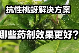 桃树蚜虫打好几遍药还有很多，如何配药才能消灭这些抗性桃蚜？视频封面