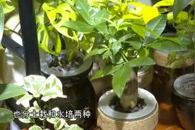 盆栽绿植叶黄长斑怎么办？教你一招，马上绿油发亮！视频封面