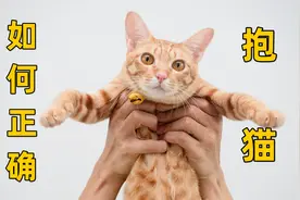 我发现大部分铲屎官，连抱自己的猫都不会视频封面