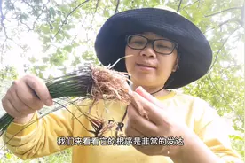 ”牙疼草“认识吗？农村小溪边非常多，大家一起来了解一下吧视频封面