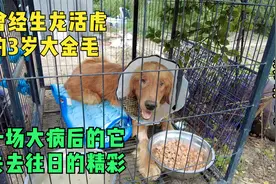 3岁大金毛犬瘟，面对一天300多的费用没放弃它，但留下了后遗症视频封面