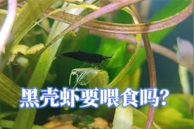 黑壳虾需要喂食吗？吃什么食物？樱花怎么养，极火烤漆虾饲养方法视频封面
